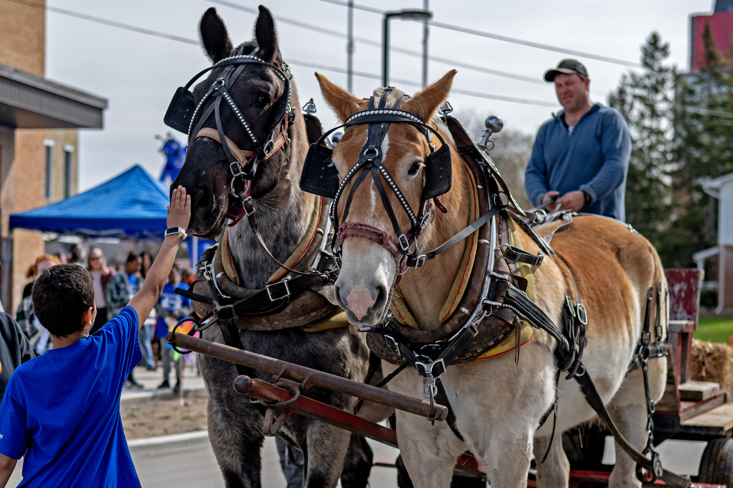 A student pets the soft muzzle of one of the horses